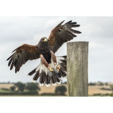 Five Day Falconry Course